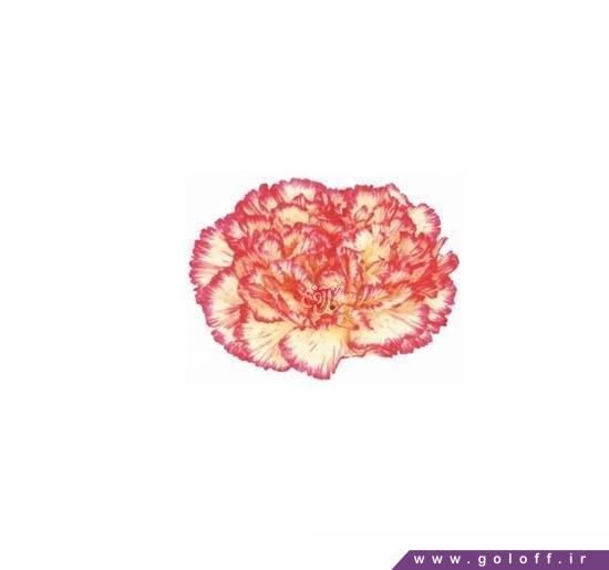گل میخک آتنا - Carnation | گل آف